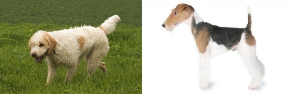 Fox Terrier vs Briquet Griffon Vendeen - Breed Comparison