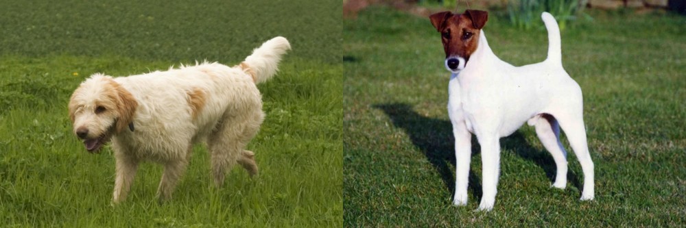 Fox Terrier (Smooth) vs Briquet Griffon Vendeen - Breed Comparison