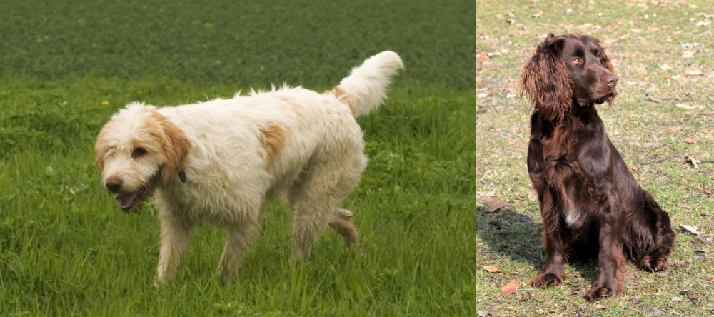 German Spaniel vs Briquet Griffon Vendeen - Breed Comparison