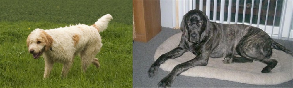 Giant Maso Mastiff vs Briquet Griffon Vendeen - Breed Comparison