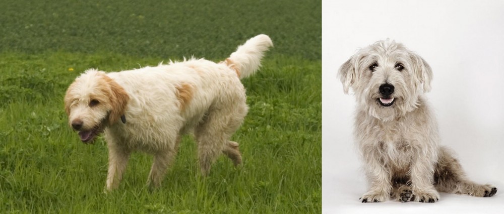 Glen of Imaal Terrier vs Briquet Griffon Vendeen - Breed Comparison
