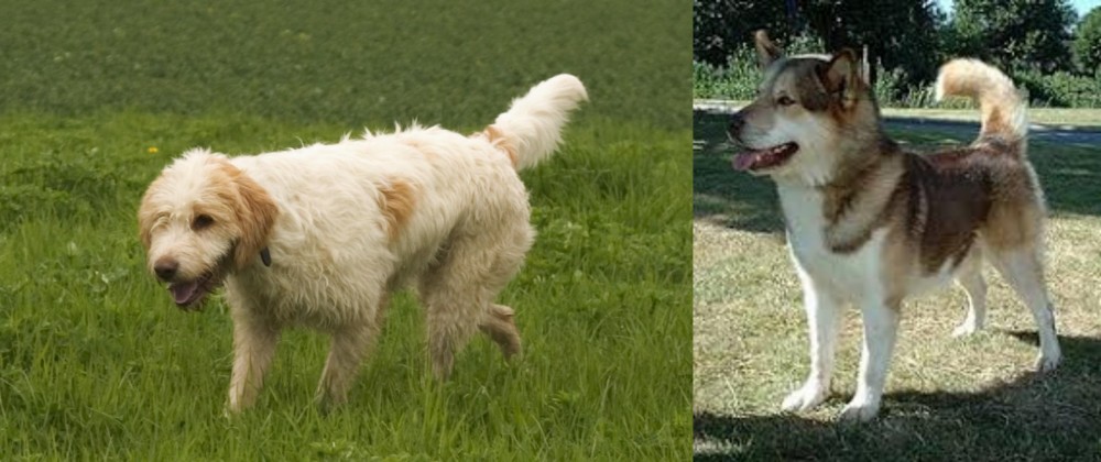 Greenland Dog vs Briquet Griffon Vendeen - Breed Comparison