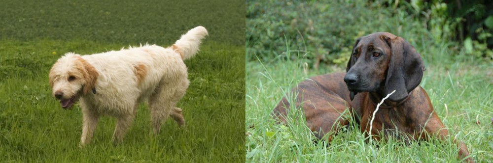 Hanover Hound vs Briquet Griffon Vendeen - Breed Comparison