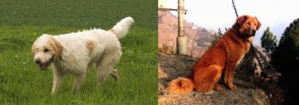 Himalayan Sheepdog vs Briquet Griffon Vendeen - Breed Comparison