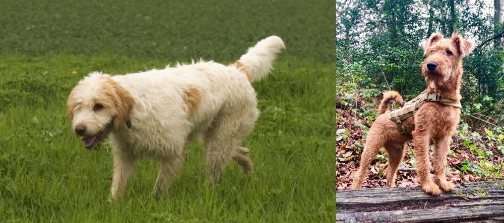 Irish Terrier vs Briquet Griffon Vendeen - Breed Comparison