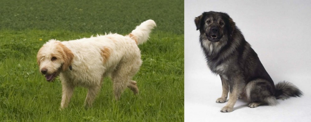 Istrian Sheepdog vs Briquet Griffon Vendeen - Breed Comparison