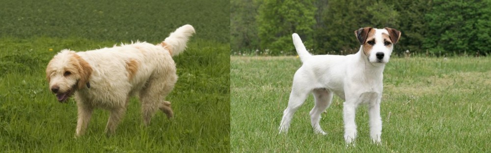 Jack Russell Terrier vs Briquet Griffon Vendeen - Breed Comparison