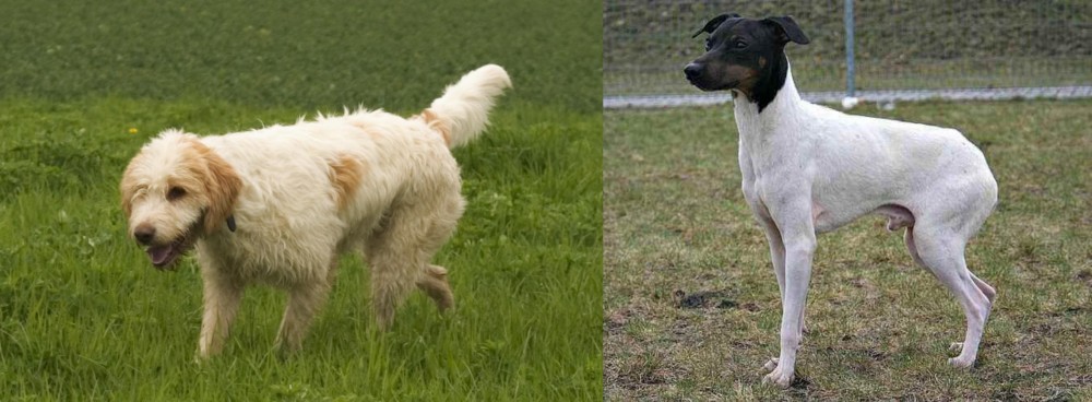 Japanese Terrier vs Briquet Griffon Vendeen - Breed Comparison