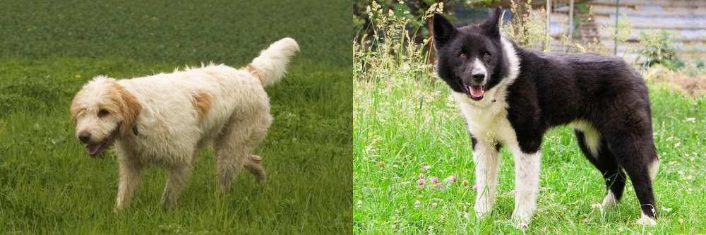 Karelian Bear Dog vs Briquet Griffon Vendeen - Breed Comparison