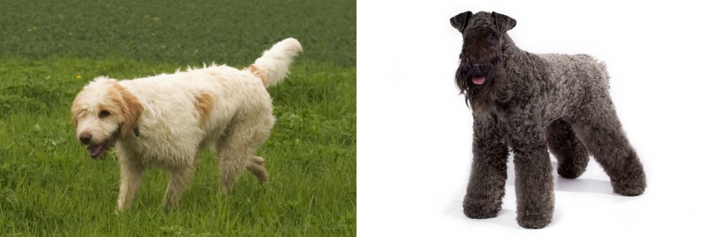 Kerry Blue Terrier vs Briquet Griffon Vendeen - Breed Comparison