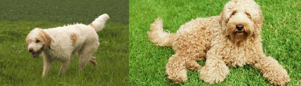 Labradoodle vs Briquet Griffon Vendeen - Breed Comparison
