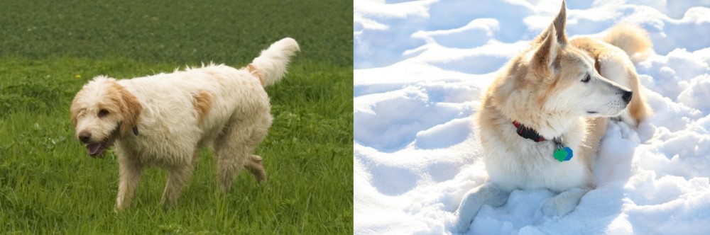 Labrador Husky vs Briquet Griffon Vendeen - Breed Comparison