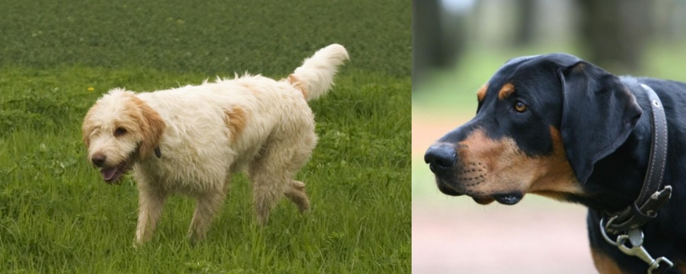 Lithuanian Hound vs Briquet Griffon Vendeen - Breed Comparison