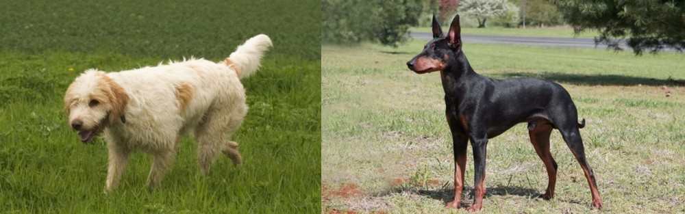 Manchester Terrier vs Briquet Griffon Vendeen - Breed Comparison