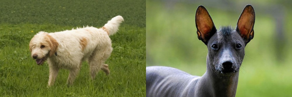 Mexican Hairless vs Briquet Griffon Vendeen - Breed Comparison