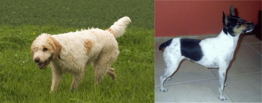 Miniature Fox Terrier vs Briquet Griffon Vendeen - Breed Comparison