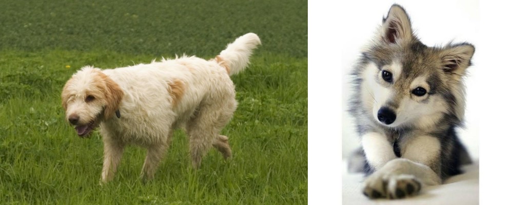 Miniature Siberian Husky vs Briquet Griffon Vendeen - Breed Comparison