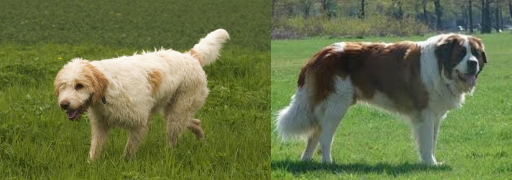 Moscow Watchdog vs Briquet Griffon Vendeen - Breed Comparison