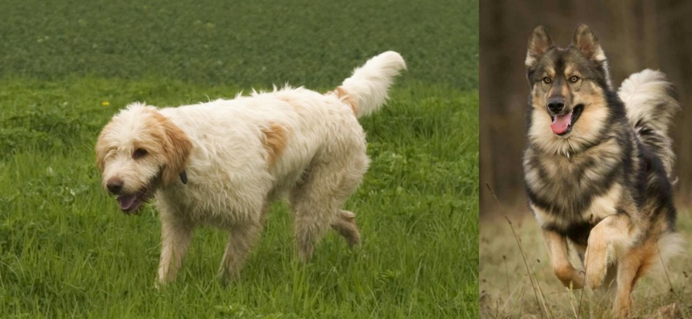 Native American Indian Dog vs Briquet Griffon Vendeen - Breed Comparison