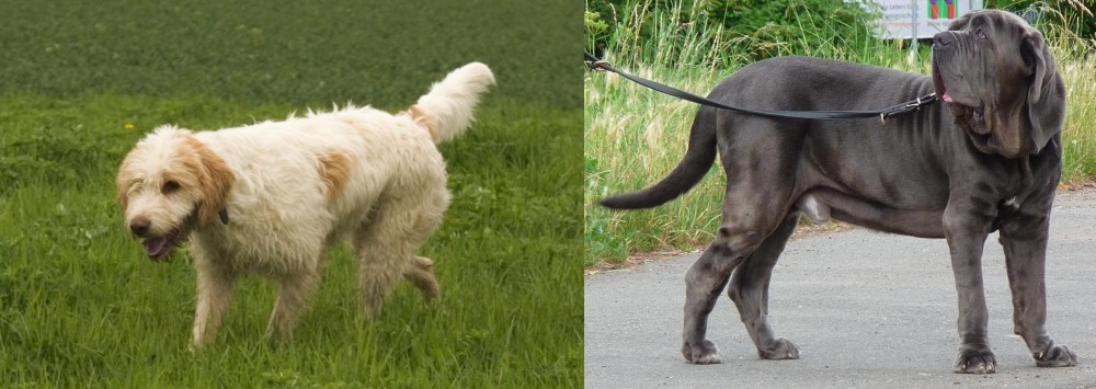 Neapolitan Mastiff vs Briquet Griffon Vendeen - Breed Comparison