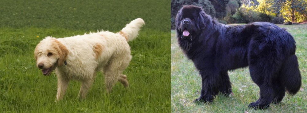 Newfoundland Dog vs Briquet Griffon Vendeen - Breed Comparison