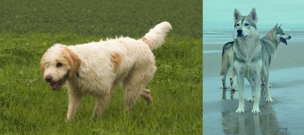 Northern Inuit Dog vs Briquet Griffon Vendeen - Breed Comparison