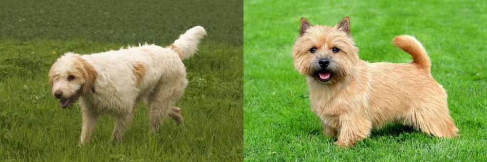 Norwich Terrier vs Briquet Griffon Vendeen - Breed Comparison