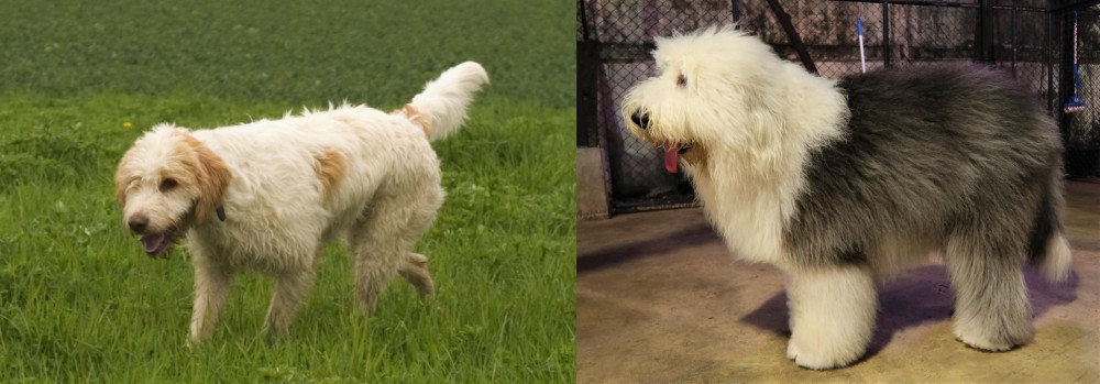 Old English Sheepdog vs Briquet Griffon Vendeen - Breed Comparison