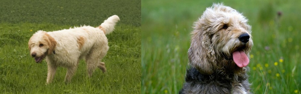 Otterhound vs Briquet Griffon Vendeen - Breed Comparison