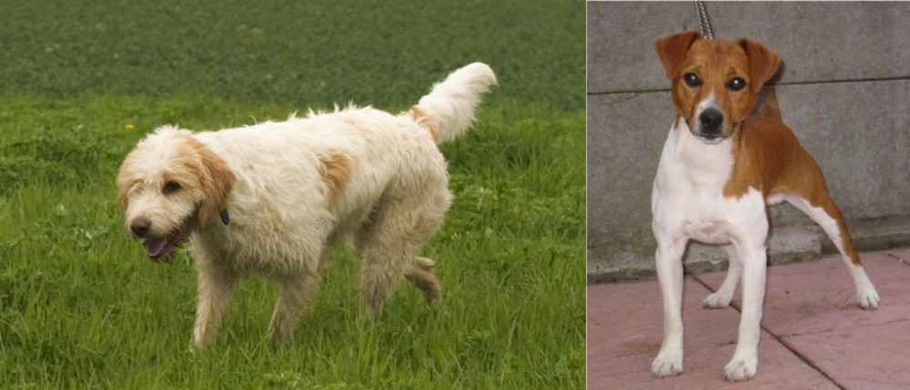 Plummer Terrier vs Briquet Griffon Vendeen - Breed Comparison