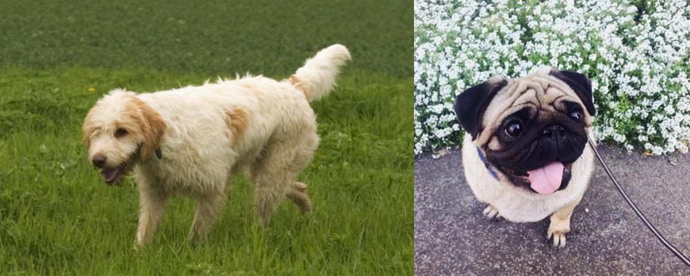 Pug vs Briquet Griffon Vendeen - Breed Comparison