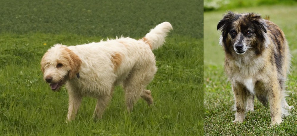 Pyrenean Shepherd vs Briquet Griffon Vendeen - Breed Comparison