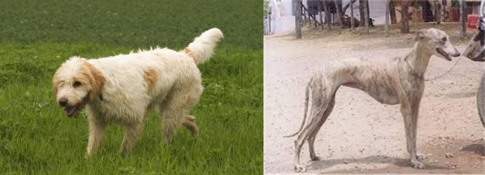 Rampur Greyhound vs Briquet Griffon Vendeen - Breed Comparison