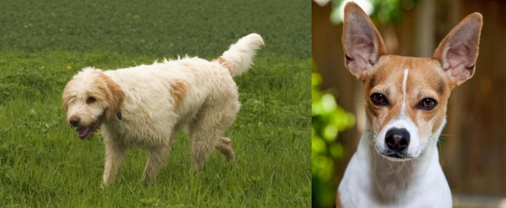 Rat Terrier vs Briquet Griffon Vendeen - Breed Comparison