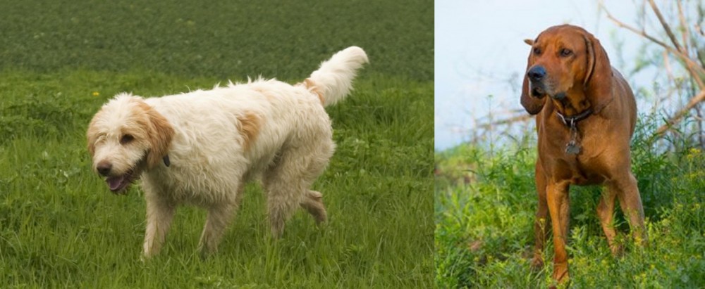Redbone Coonhound vs Briquet Griffon Vendeen - Breed Comparison