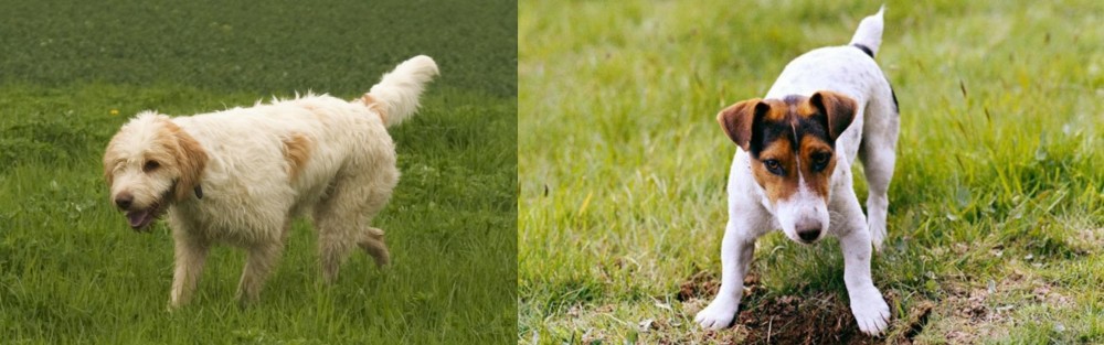 Russell Terrier vs Briquet Griffon Vendeen - Breed Comparison