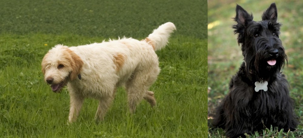 Scoland Terrier vs Briquet Griffon Vendeen - Breed Comparison