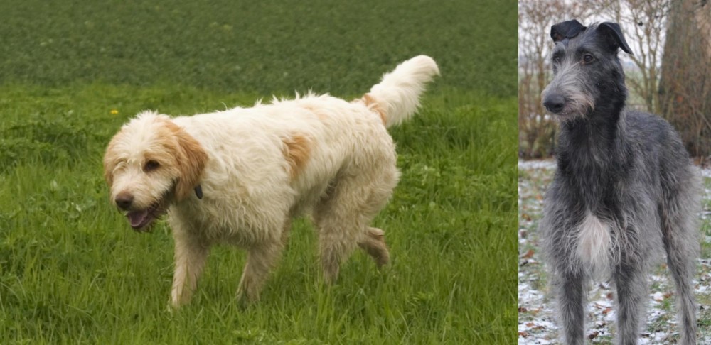 Scottish Deerhound vs Briquet Griffon Vendeen - Breed Comparison