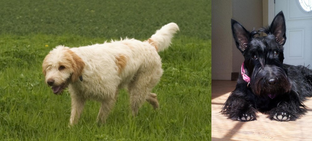 Scottish Terrier vs Briquet Griffon Vendeen - Breed Comparison
