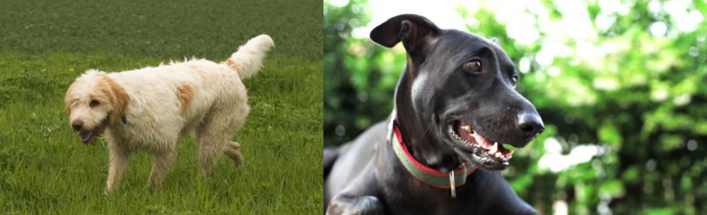 Shepard Labrador vs Briquet Griffon Vendeen - Breed Comparison