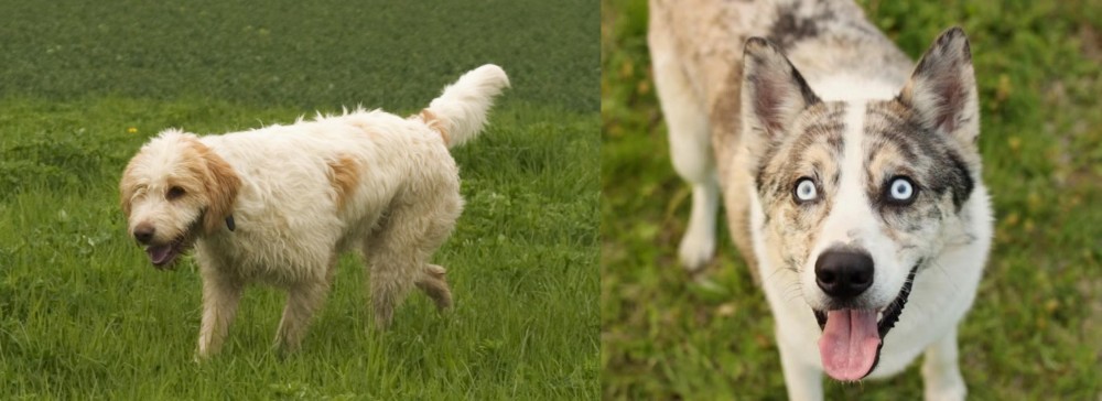 Shepherd Husky vs Briquet Griffon Vendeen - Breed Comparison