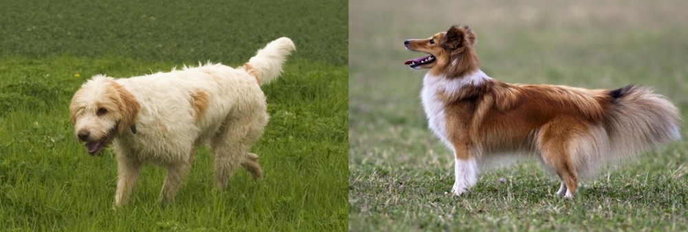 Shetland Sheepdog vs Briquet Griffon Vendeen - Breed Comparison