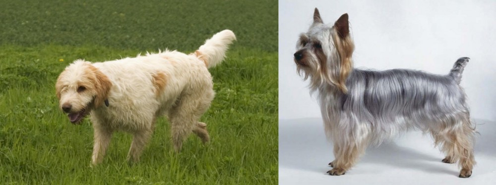 Silky Terrier vs Briquet Griffon Vendeen - Breed Comparison