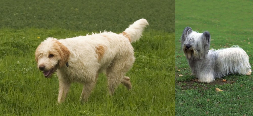 Skye Terrier vs Briquet Griffon Vendeen - Breed Comparison