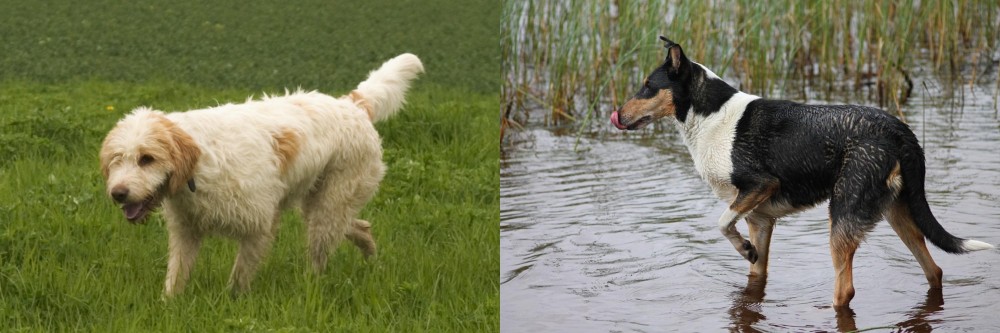 Smooth Collie vs Briquet Griffon Vendeen - Breed Comparison