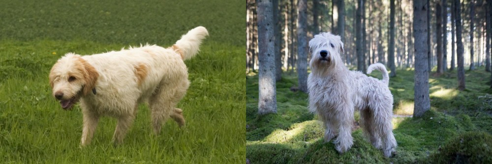 Soft-Coated Wheaten Terrier vs Briquet Griffon Vendeen - Breed Comparison