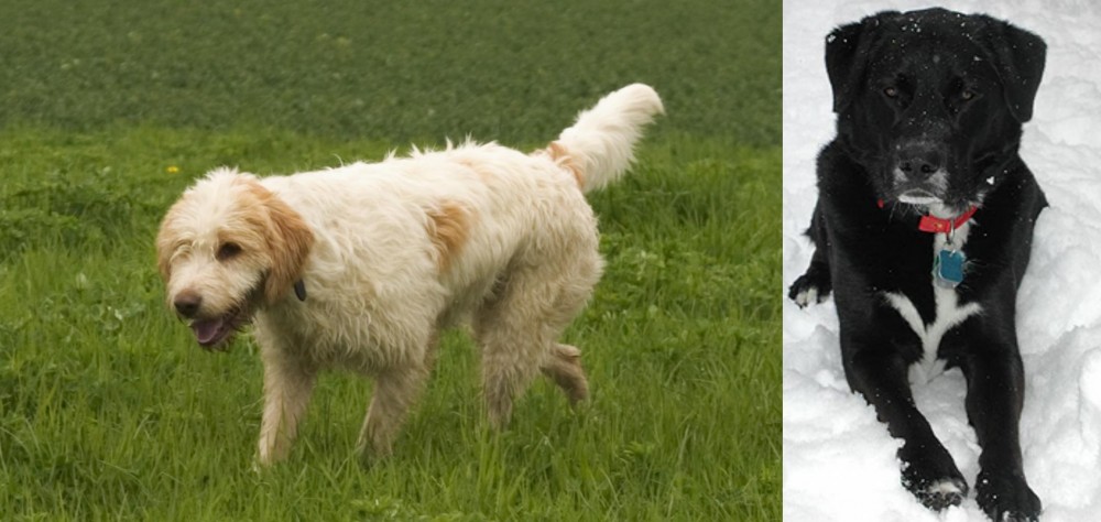 St. John's Water Dog vs Briquet Griffon Vendeen - Breed Comparison