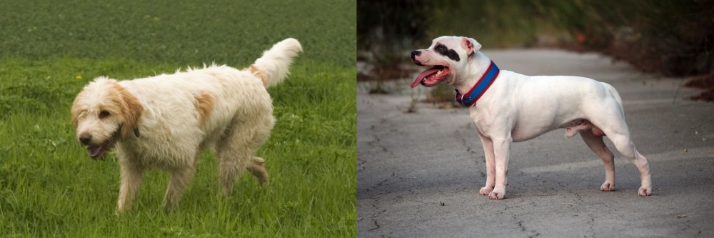 Staffordshire Bull Terrier vs Briquet Griffon Vendeen - Breed Comparison