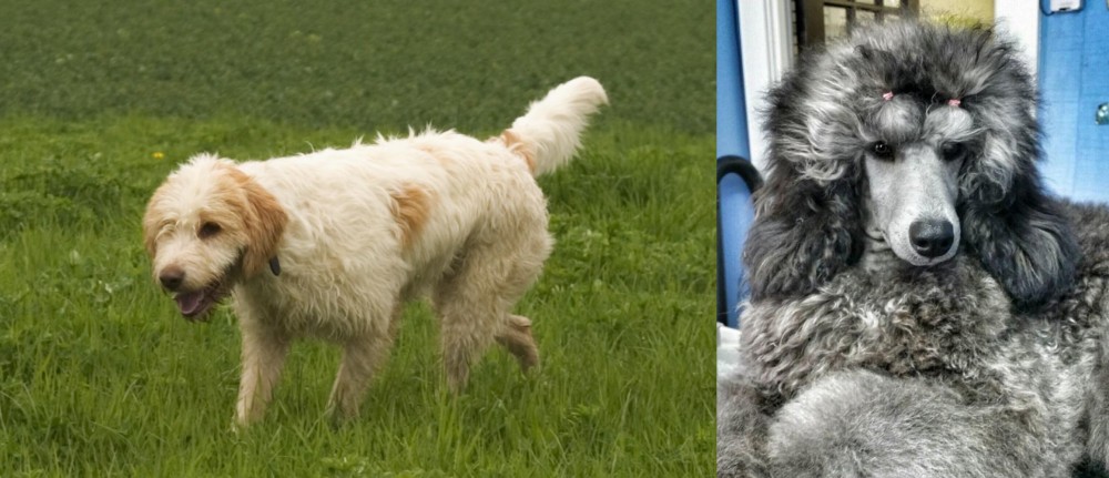 Standard Poodle vs Briquet Griffon Vendeen - Breed Comparison