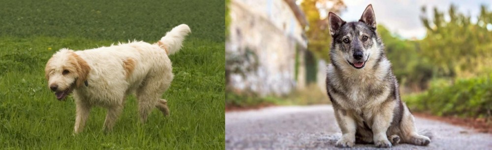 Swedish Vallhund vs Briquet Griffon Vendeen - Breed Comparison